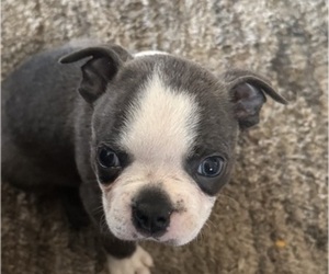 Medium Faux Frenchbo Bulldog