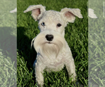 Small Photo #2 Schnauzer (Miniature) Puppy For Sale in MADERA, CA, USA