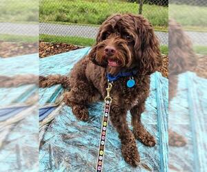 Cavapoo (Miniature) Dogs for adoption in Waterford, VA, USA