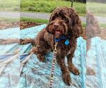Small Cavapoo (Miniature)