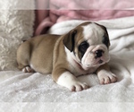 Small Photo #18 English Bulldog Puppy For Sale in CHARLESTON, SC, USA