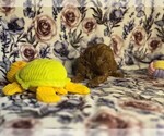 Small #2 Poodle (Miniature)