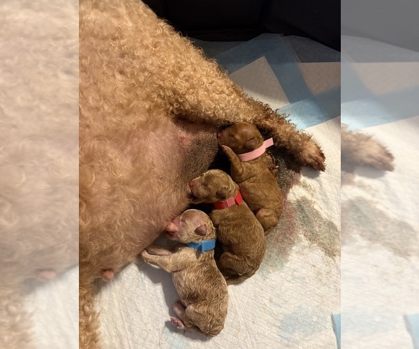 Medium Photo #1 Poodle (Miniature) Puppy For Sale in AUBURNDALE, FL, USA