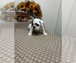 Puppy Dixie English Bulldogge