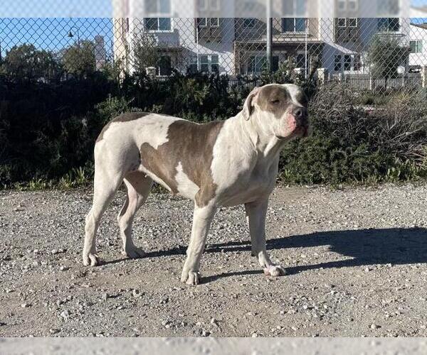 Medium Photo #1 Mutt Puppy For Sale in Riverside, CA, USA