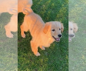 Golden Retriever Puppy for sale in MENTONE, IN, USA