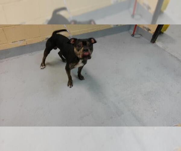 Medium Photo #1 Mutt Puppy For Sale in Tulsa, OK, USA