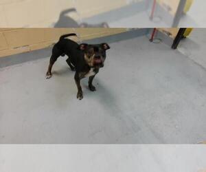 Mutt Dogs for adoption in Tulsa, OK, USA