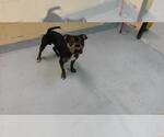 PHANTOM - Male Mutt Dog for Adoption - Small photo