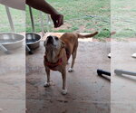 Small #2 Beagle-Retriever  Mix