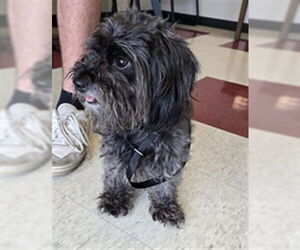 Maltipoo Dogs for adoption in Plano, TX, USA