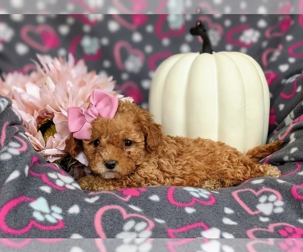 Medium Photo #2 Poodle (Toy) Puppy For Sale in ELKTON, MD, USA