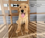 Small #8 Golden Retriever