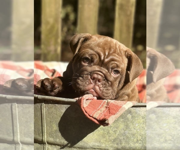 Medium Photo #2 Bulldog Puppy For Sale in FORT WHITE, FL, USA