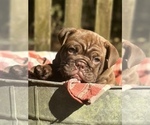 Small Photo #2 Bulldog Puppy For Sale in FORT WHITE, FL, USA