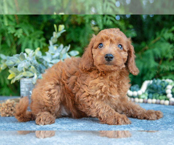 Medium Photo #3 Cavapoo Puppy For Sale in KIRKWOOD, PA, USA
