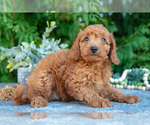 Small #2 Cavapoo