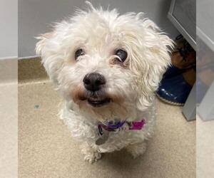 Poodle (Miniature) Dogs for adoption in Aurora, CO, USA