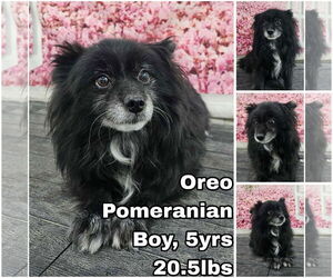 Pomeranian Dogs for adoption in Seattle, WA, USA