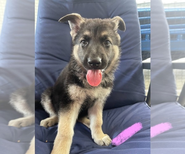 Medium Photo #4 German Shepherd Dog Puppy For Sale in TOLEDO, IL, USA