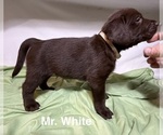 Puppy Mr White Labrador Retriever