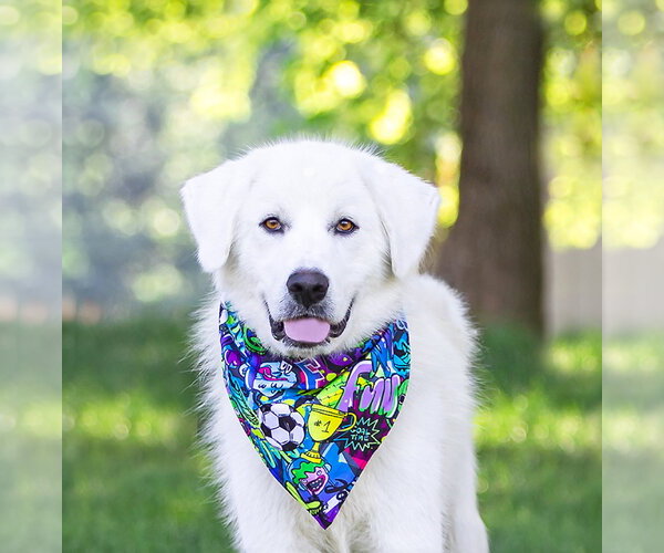 Medium Photo #1 Great Pyrenees-Unknown Mix Puppy For Sale in Unionville, PA, USA