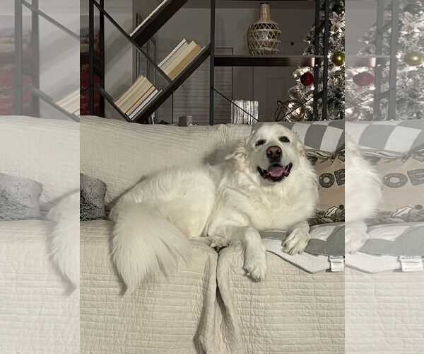 Medium Photo #2 Great Pyrenees Puppy For Sale in Houston, TX, USA