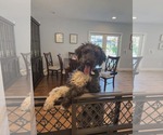 Small #6 Aussiedoodle
