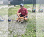 Small #3 Pembroke Welsh Corgi