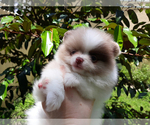 Small Photo #14 Pomeranian Puppy For Sale in WEST PALM BEACH, FL, USA