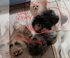 Father of the Pomeranian puppies born on 05/07/2022