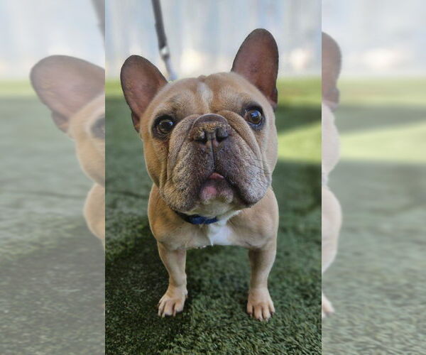 Medium Photo #3 French Bulldog-Unknown Mix Puppy For Sale in Lake Forest, CA, USA