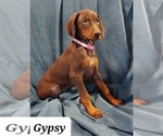 Image preview for Ad Listing. Nickname: Gypsy
