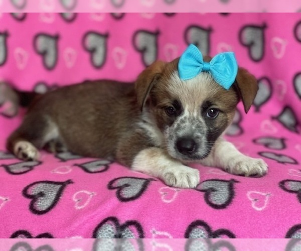 Medium Photo #4 Cowboy Corgi Puppy For Sale in LAKELAND, FL, USA
