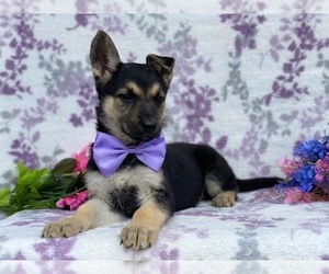 German Shepherd Dog Puppy for sale in LANCASTER, PA, USA