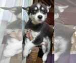 Image preview for Ad Listing. Nickname: Black Pomsky M2