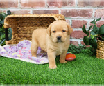 Small #2 Labrador Retriever
