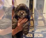 Small Photo #2 Cocker Spaniel Puppy For Sale in NEWARK, OH, USA