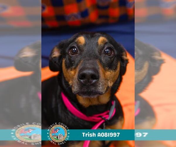 Medium Photo #2 Black and Tan Coonhound Puppy For Sale in Mobile, AL, USA