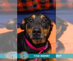 Small #1 Black and Tan Coonhound