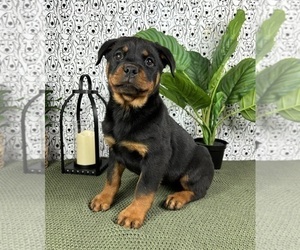 Rottweiler Puppy for sale in FRANKLIN, IN, USA