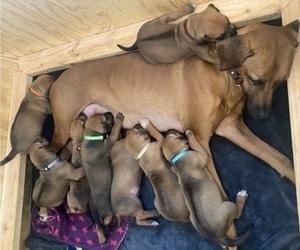 Rhodesian Ridgeback Puppy for Sale in KELLER, Texas USA