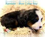 Small Photo #2 Bernese Mountain Dog Puppy For Sale in CLINTON, MO, USA