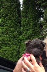 Chorkie Puppy for sale in EDMONDS, WA, USA