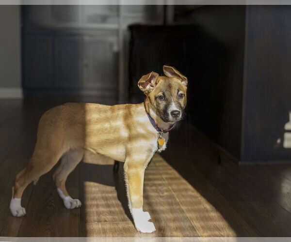 Medium Photo #8 Shepradors Puppy For Sale in Princeton, MN, USA