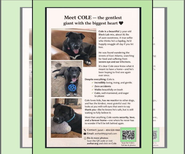 Medium Photo #17 Labrador Retriever-Unknown Mix Puppy For Sale in Atlanta, GA, USA