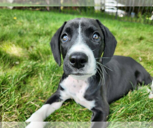 Medium Photo #4 Mutt Puppy For Sale in Springdale, PA, USA