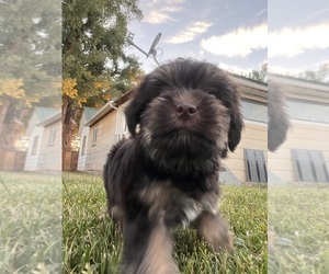 Snorkie Puppy for sale in DELTA, CO, USA