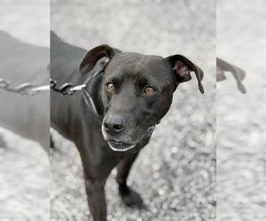 American Staffordshire Terrier-Chinese Shar-Pei Mix Dogs for adoption in Canfield, OH, USA