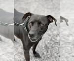 CHARLIE - Male American Staffordshire Terrier-Chinese Shar-Pei Mix Dog for Adoption - Small photo